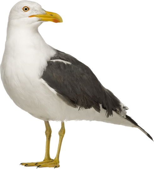 Herring Gull - Larus Argentatus (3 Years)